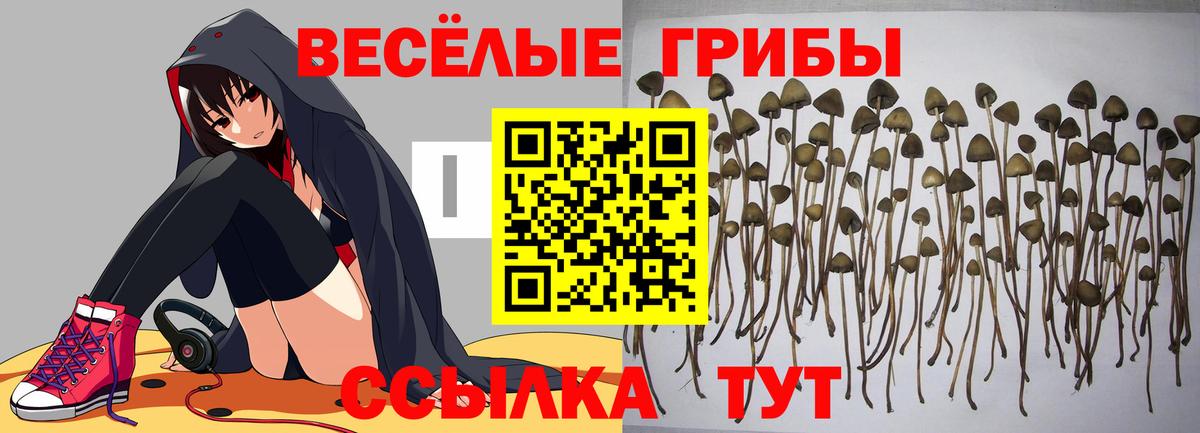 Галлюциногенные грибы Cubensis Богородицк